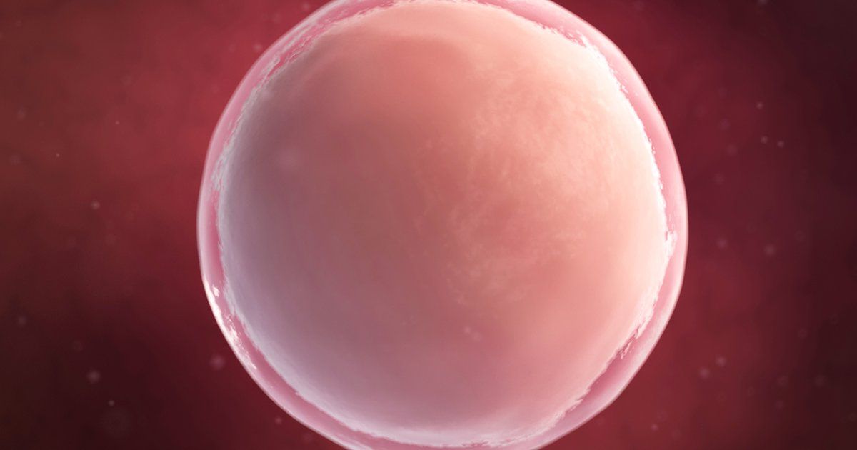 IVF with Donor Eggs Your FAQs answered Manchester Fertility