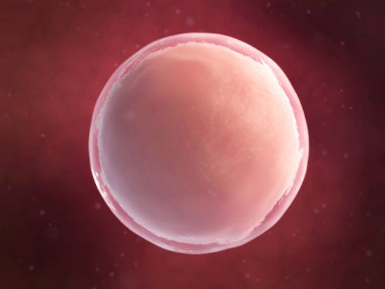 IVF with Donor Eggs: Your FAQs answered