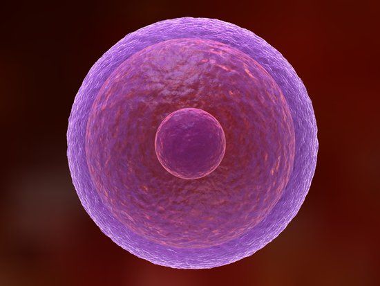 microscopic picture of a person's egg